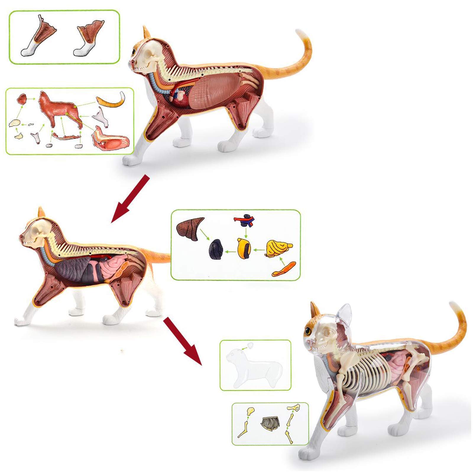 Amazon.co.jp: 解剖学モデル猫解剖学モデル-4Dビジョンタビーオレンジ
